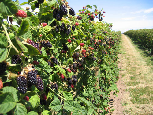 marionberries-with-dirt-road1