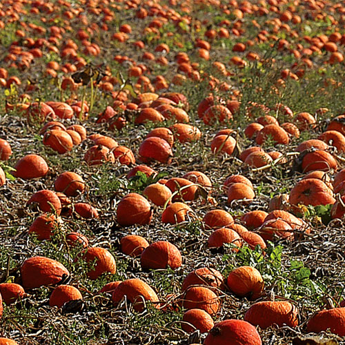 pumpkin-field-21